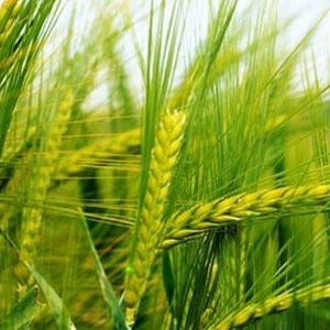 fertilizer npk