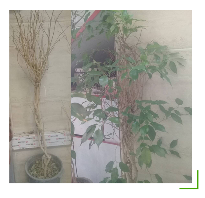 before after